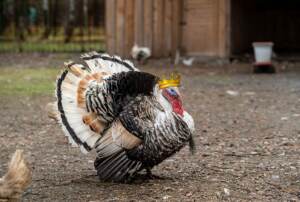 weird facts about thanksgiving